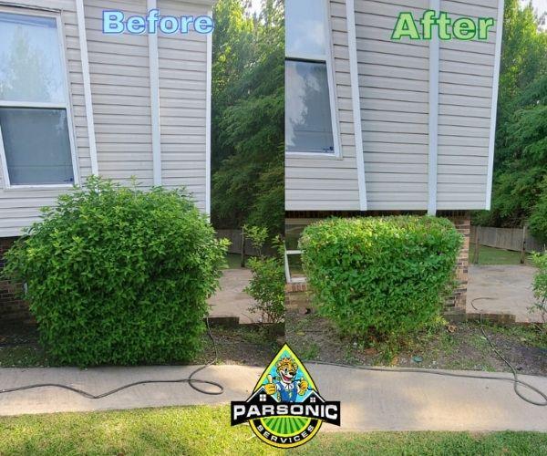A before and after image showing an overgrown shrub and the results of pruning the bush.