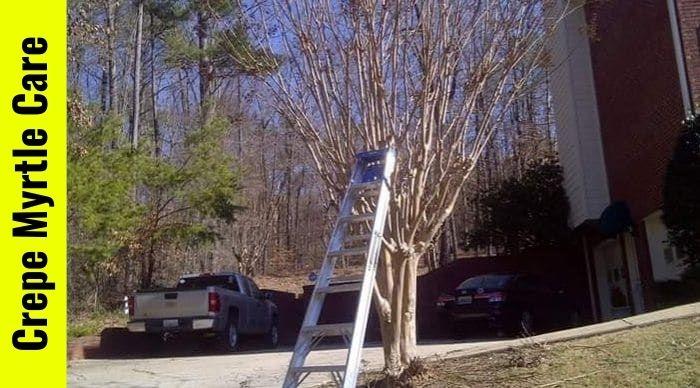 Crepe Myrtle Maintenance