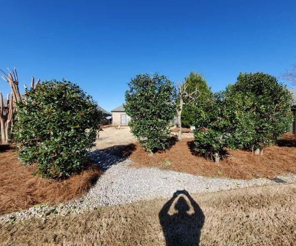 Two large landscape bed filled with pine straw and neatly pruned shrubs.