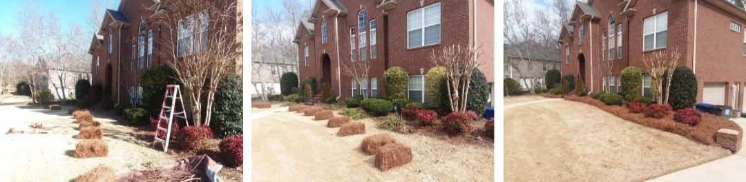 A series of three photos showing a landscape bed being cleaned up and fresh pine straw being installed.